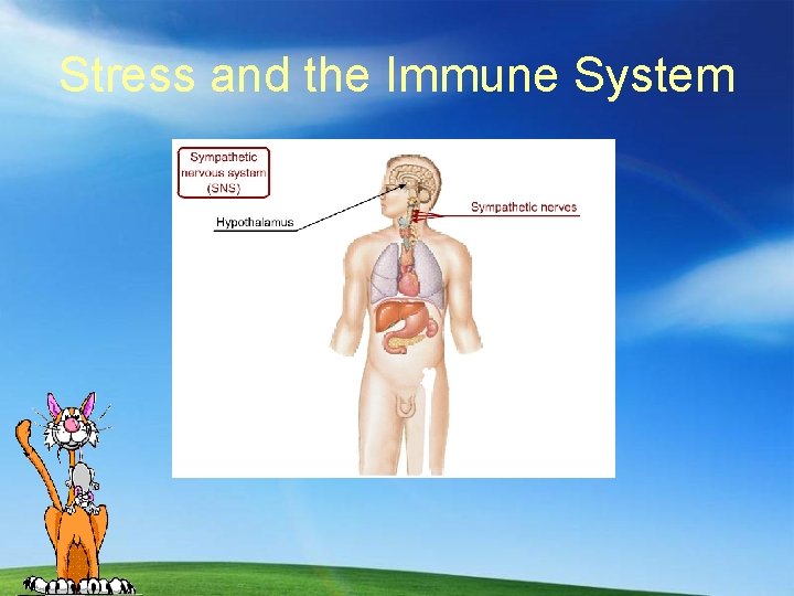 Stress and the Immune System 