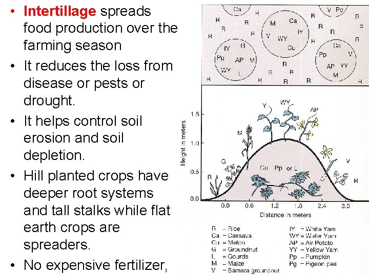  • Intertillage spreads food production over the farming season • It reduces the