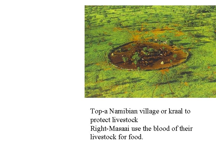 Top-a Namibian village or kraal to protect livestock Right-Masaai use the blood of their