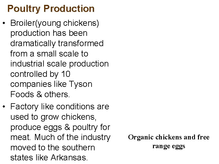 Poultry Production • Broiler(young chickens) production has been dramatically transformed from a small scale