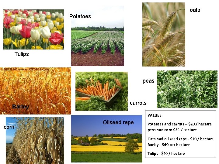 oats Potatoes Tulips peas Barley carrots VALUES corn Oilseed rape Potatoes and carrots –