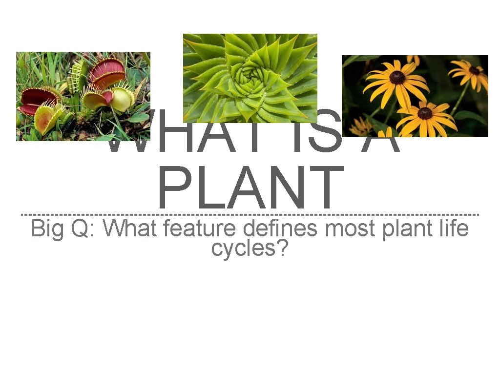 WHAT IS A PLANT Big Q: What feature defines most plant life cycles? 