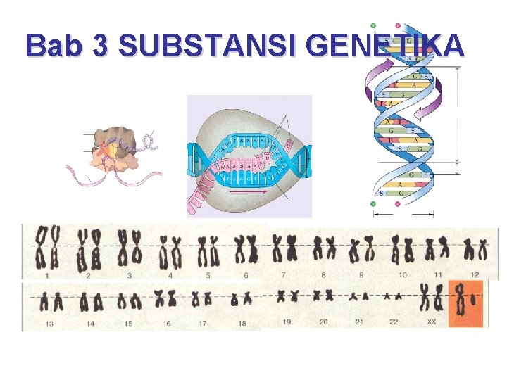 Bab 3 SUBSTANSI GENETIKA 