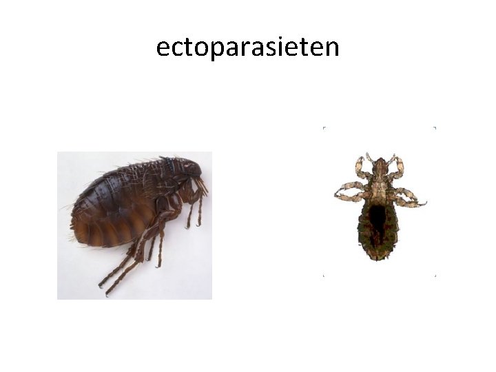 ectoparasieten 