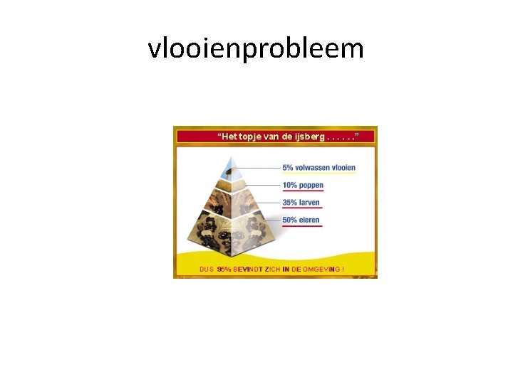 vlooienprobleem 