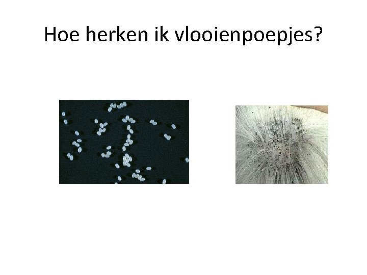 Hoe herken ik vlooienpoepjes? 