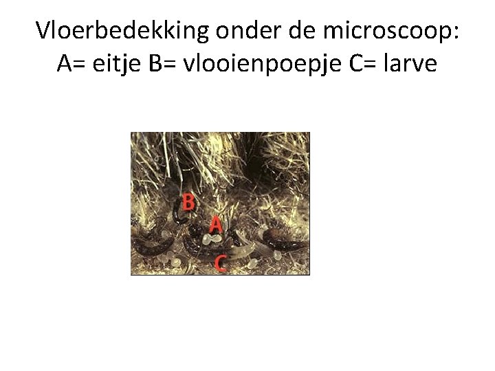 Vloerbedekking onder de microscoop: A= eitje B= vlooienpoepje C= larve 