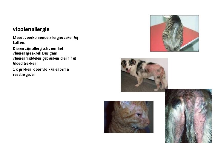 vlooienallergie Meest voorkomende allergie; zeker bij katten. Dieren zijn allergisch voor het vlooienspeeksel! Dus