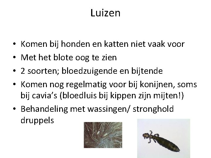 Luizen Komen bij honden en katten niet vaak voor Met het blote oog te