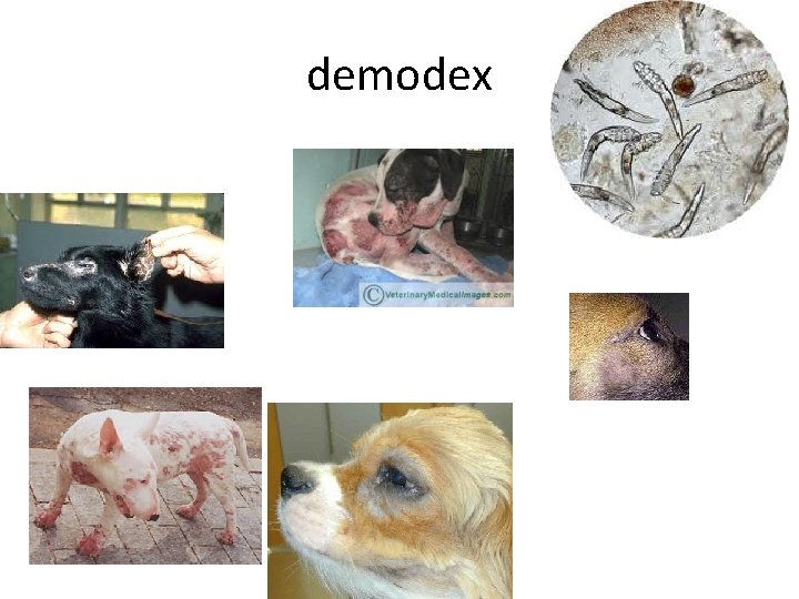 demodex 