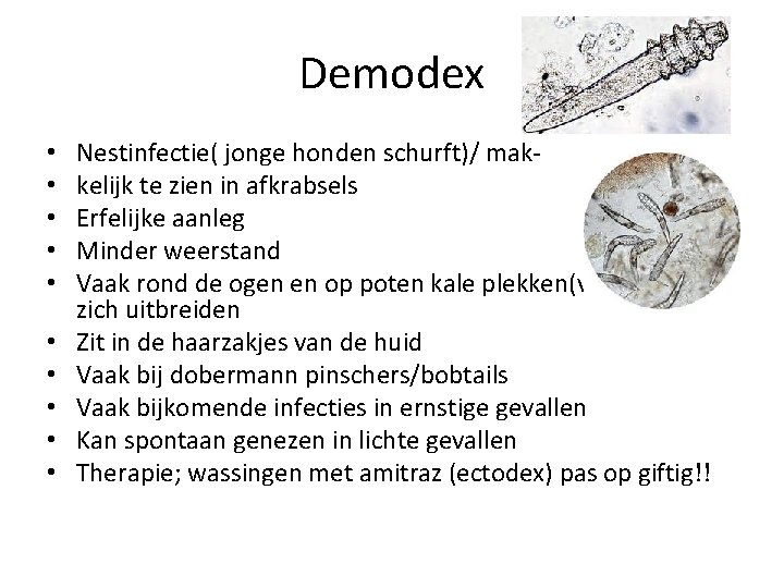 Demodex • • • Nestinfectie( jonge honden schurft)/ makkelijk te zien in afkrabsels Erfelijke