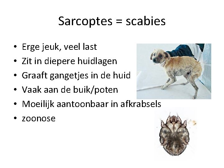 Sarcoptes = scabies • • • Erge jeuk, veel last Zit in diepere huidlagen