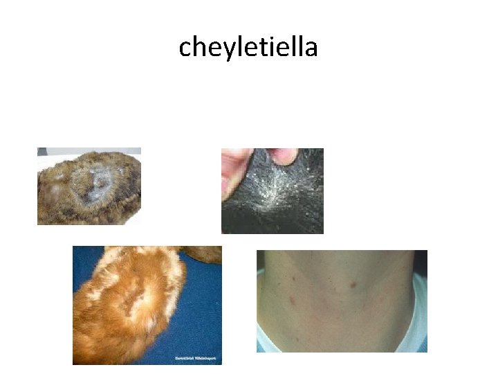 cheyletiella 