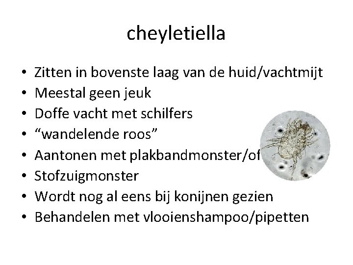 cheyletiella • • Zitten in bovenste laag van de huid/vachtmijt Meestal geen jeuk Doffe