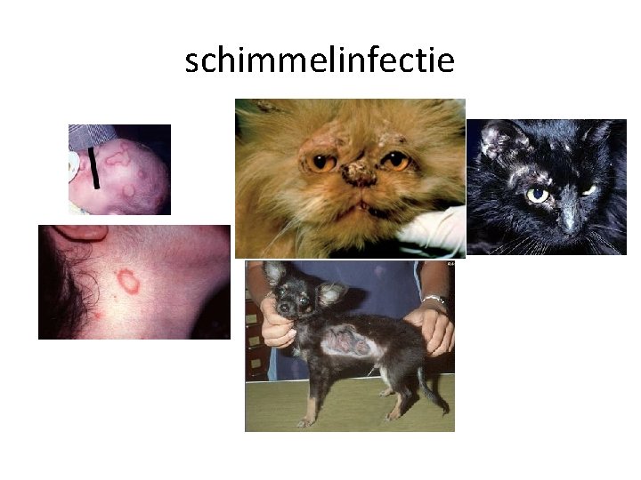 schimmelinfectie 