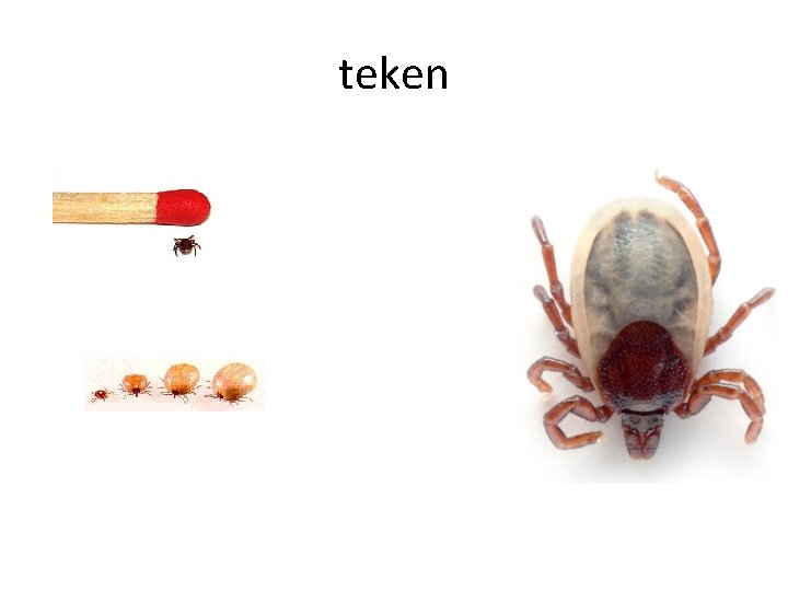 teken 