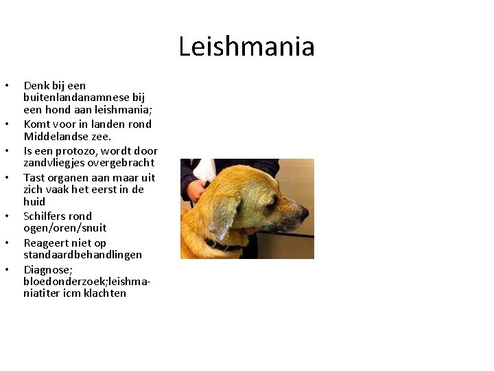 Leishmania • • Denk bij een buitenlandanamnese bij een hond aan leishmania; Komt voor