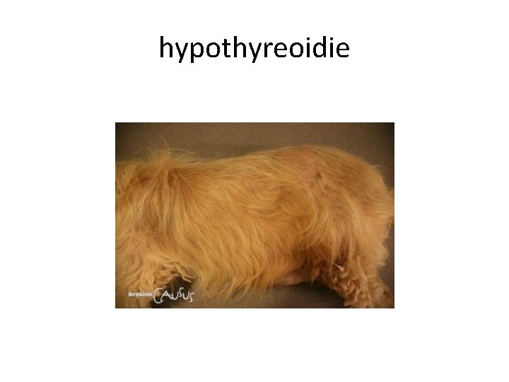 hypothyreoidie 