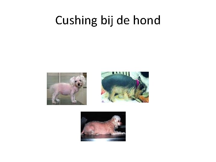 Cushing bij de hond 