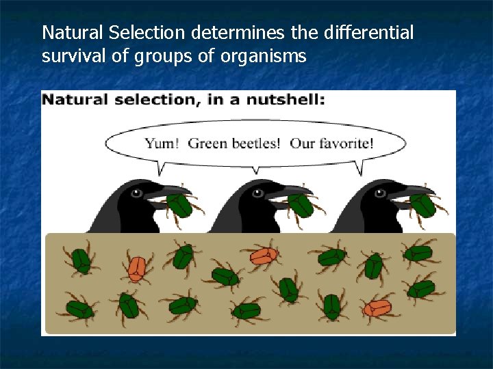 Natural Selection determines the differential survival of groups of organisms 