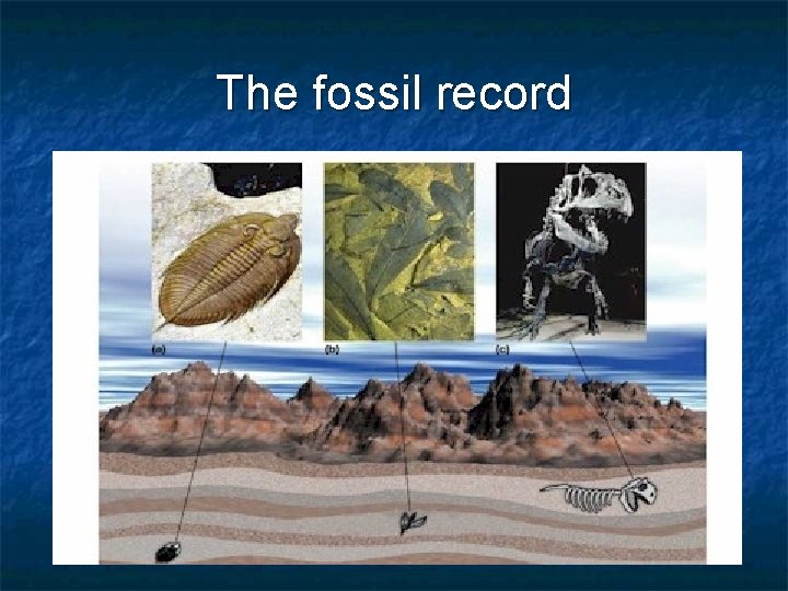 The fossil record 