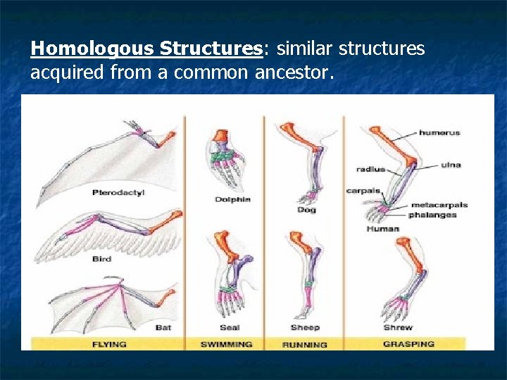 Homologous Structures: similar structures acquired from a common ancestor. 