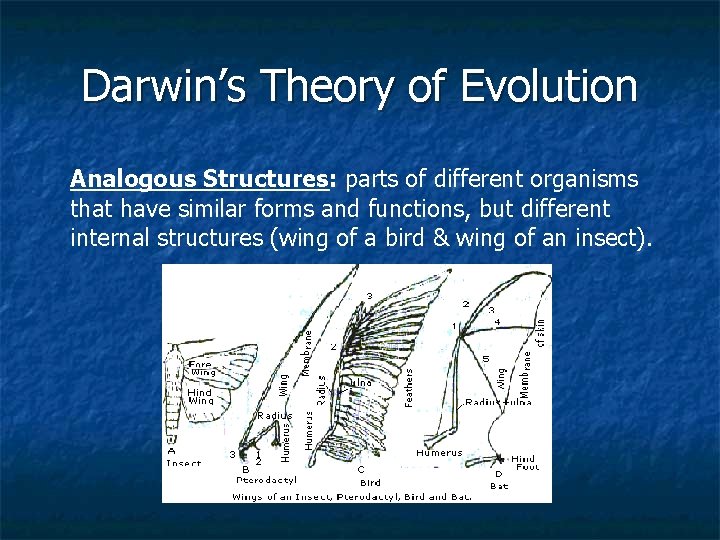 Darwin’s Theory of Evolution Analogous Structures: parts of different organisms that have similar forms