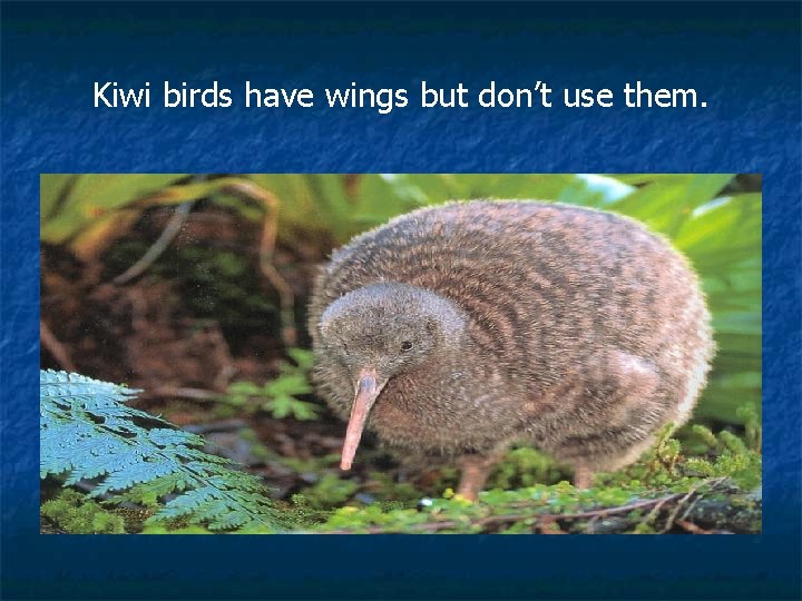 Kiwi birds have wings but don’t use them. 