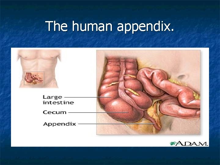 The human appendix. 