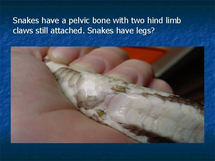 Snakes have a pelvic bone with two hind limb claws still attached. Snakes have