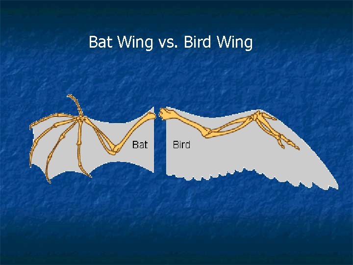 Bat Wing vs. Bird Wing 