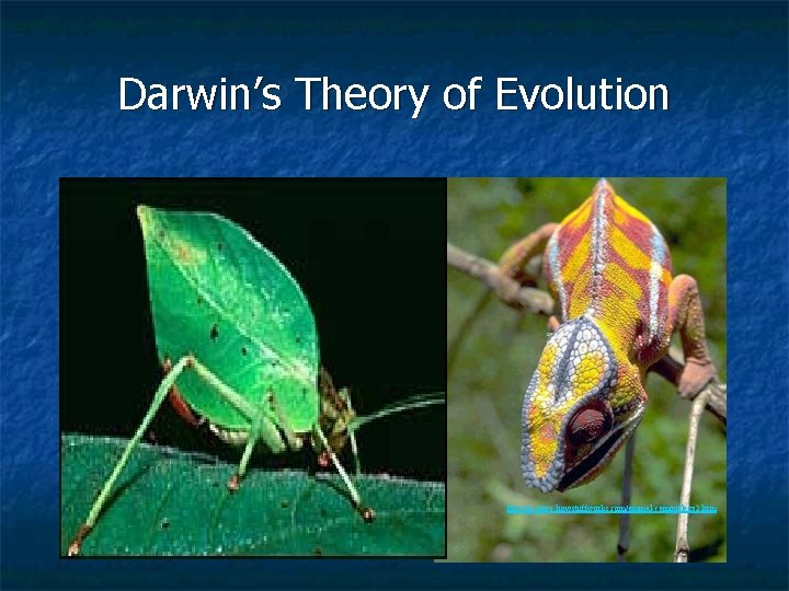 Darwin’s Theory of Evolution http: //science. howstuffworks. com/animal-camouflage 2. htm 