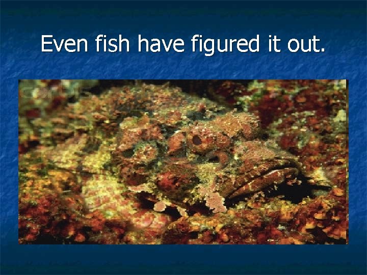 Even fish have figured it out. 