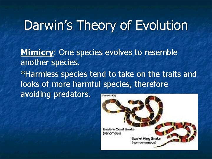 Darwin’s Theory of Evolution Mimicry: One species evolves to resemble another species. *Harmless species