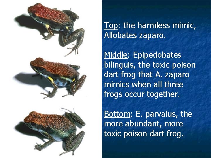 Top: the harmless mimic, Allobates zaparo. Middle: Epipedobates bilinguis, the toxic poison dart frog