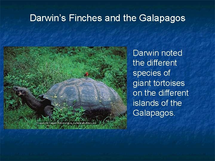 Darwin’s Finches and the Galapagos Darwin noted the different species of giant tortoises on