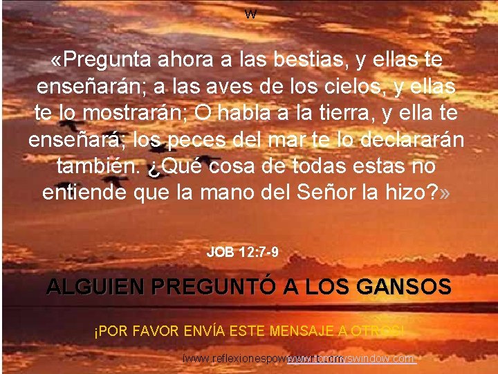 w «Pregunta ahora a las bestias, y ellas te enseñarán; a las aves de