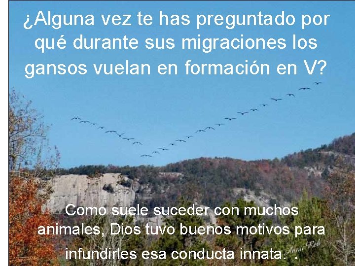 ¿Alguna vez te has preguntado por qué durante sus migraciones los gansos vuelan en