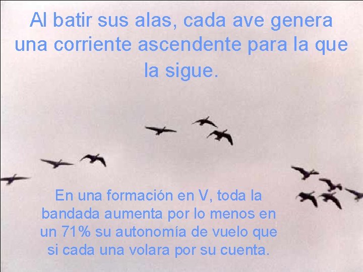 Al batir sus alas, cada ave genera una corriente ascendente para la que la