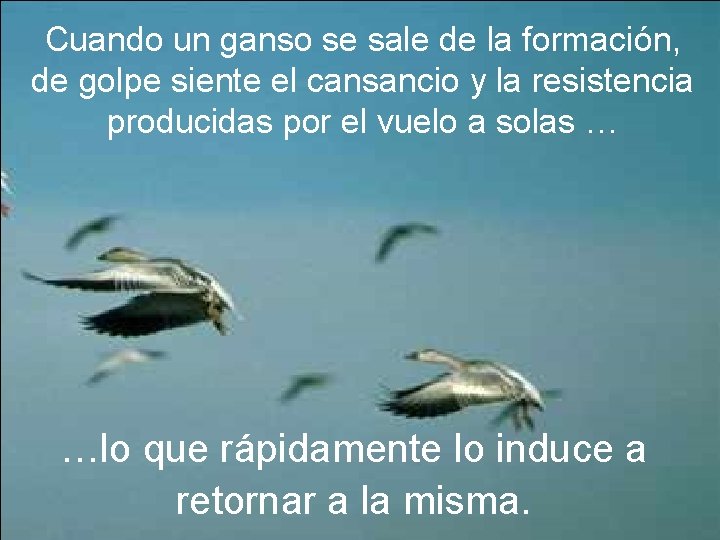 Cuando un ganso se sale de la formación, de golpe siente el cansancio y