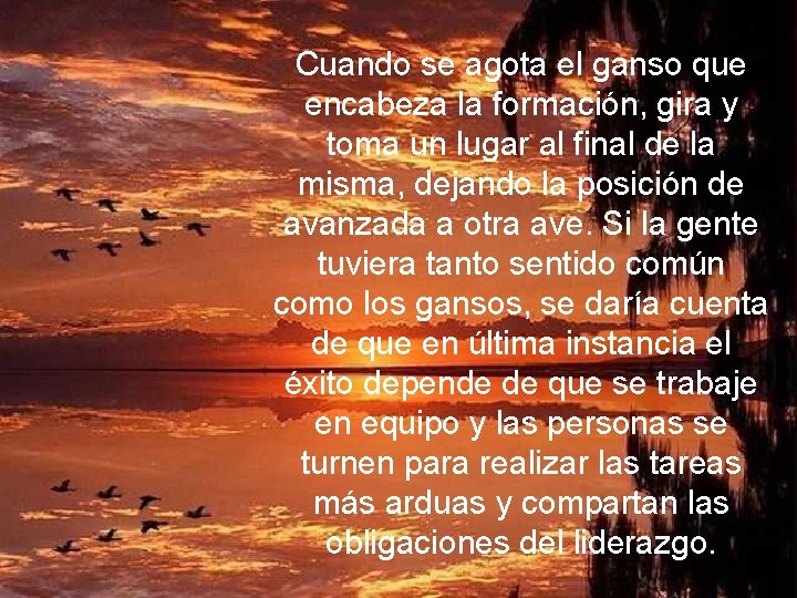 Cuando se agota el ganso que encabeza la formación, gira y toma un lugar