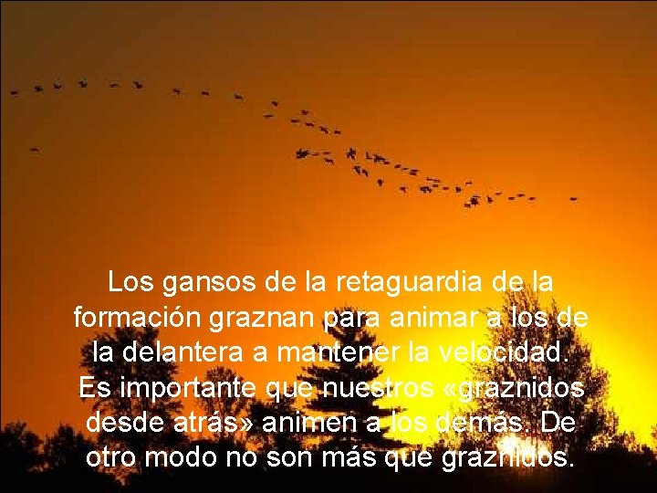 Los gansos de la retaguardia de la formación graznan para animar a los de