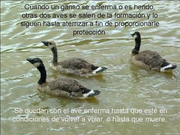 Cuando un ganso se enferma o es herido, otras dos aves se salen de