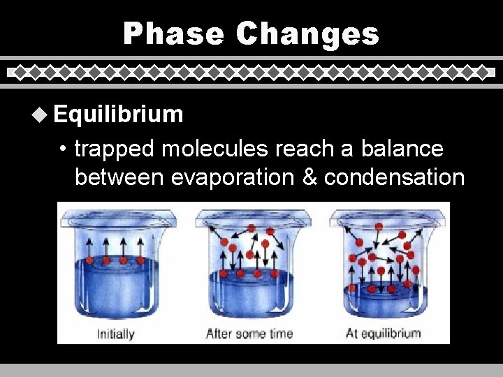 Phase Changes u Equilibrium • trapped molecules reach a balance between evaporation & condensation