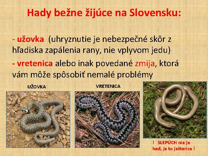 Hady bežne žijúce na Slovensku: - užovka (uhryznutie je nebezpečné skôr z hľadiska zapálenia