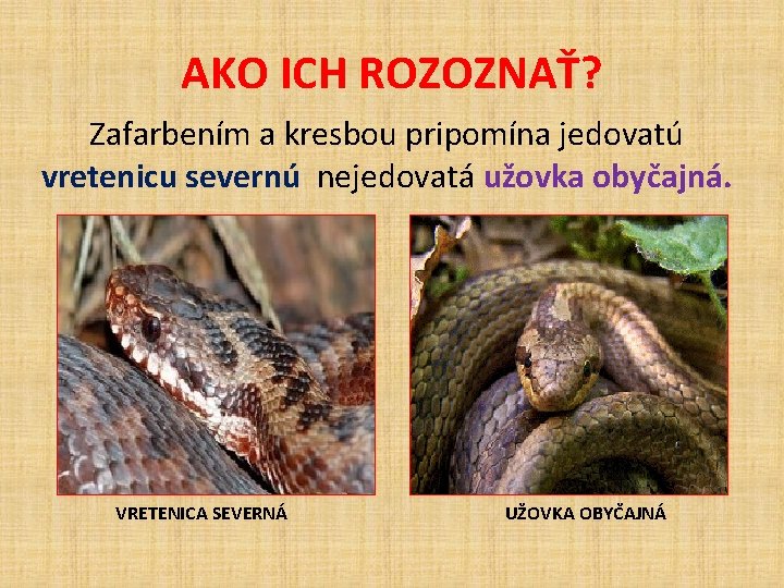 AKO ICH ROZOZNAŤ? Zafarbením a kresbou pripomína jedovatú vretenicu severnú nejedovatá užovka obyčajná. VRETENICA