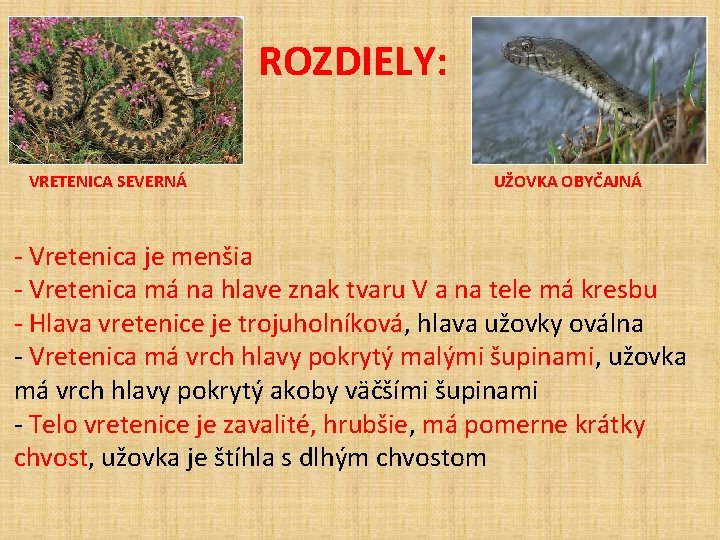 ROZDIELY: VRETENICA SEVERNÁ UŽOVKA OBYČAJNÁ - Vretenica je menšia - Vretenica má na hlave