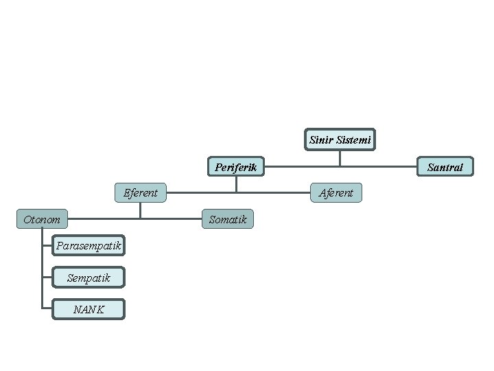 Sinir Sistemi Periferik Eferent Otonom Aferent Somatik Parasempatik Sempatik NANK Santral 