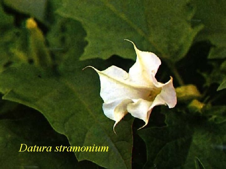 Datura stramonium 