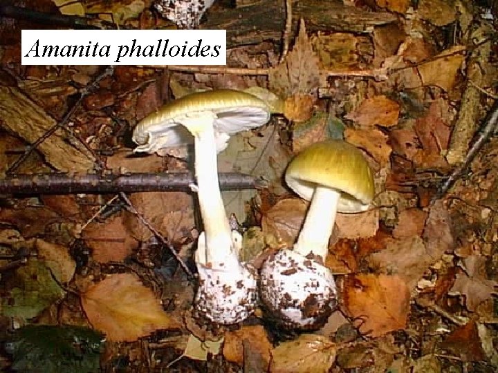 Amanita phalloides 